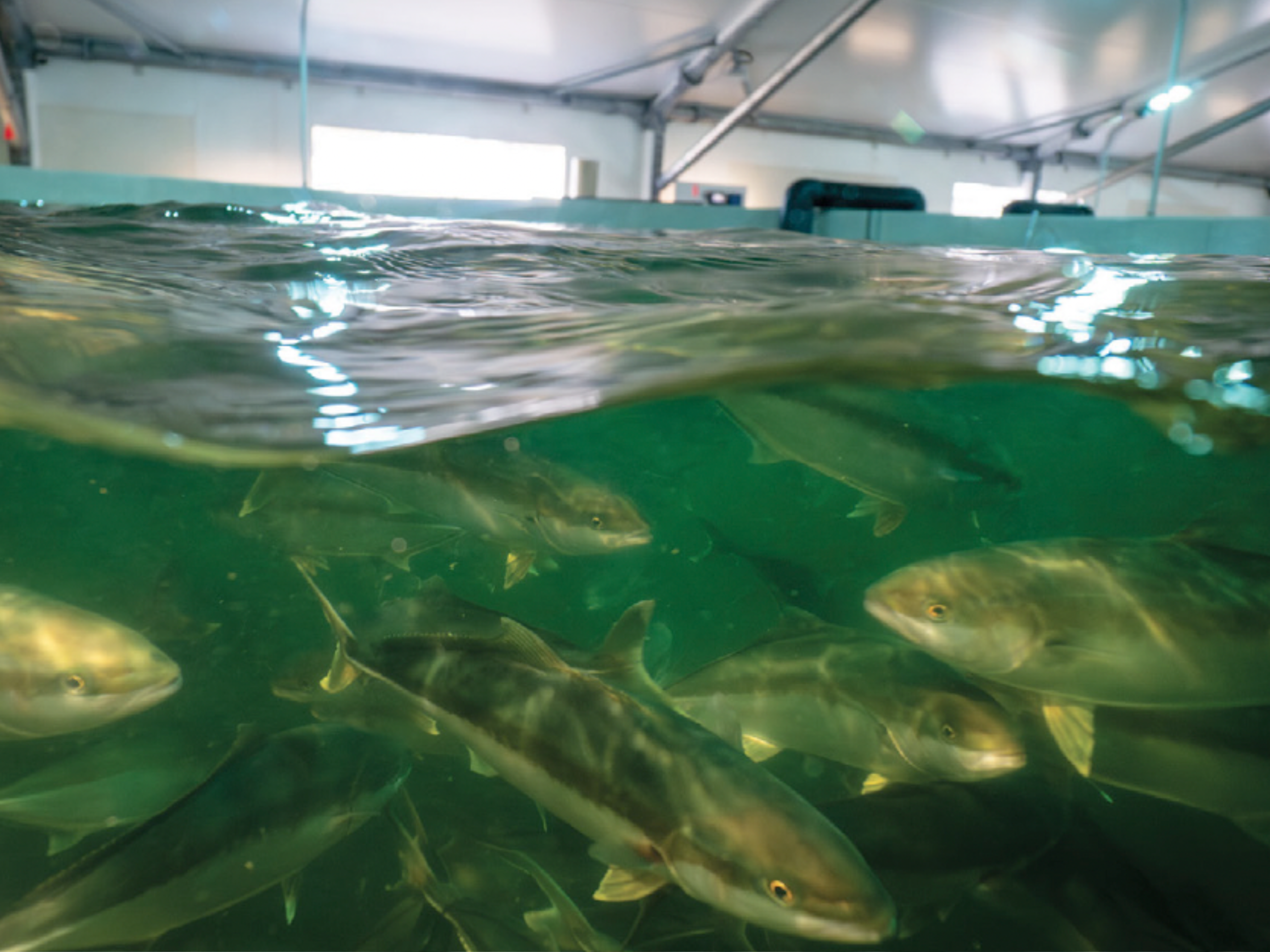Fish swimming in a land-based aquaculture tank